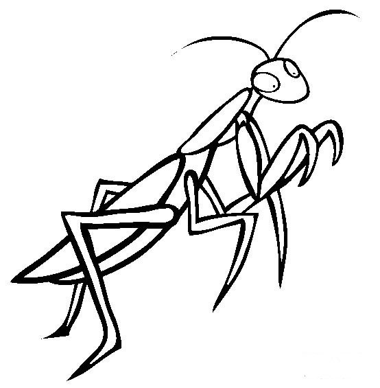 昆虫图片 螳螂简笔画图片