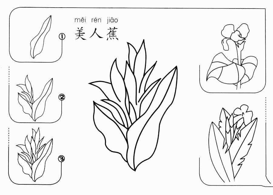 美人蕉怎么画