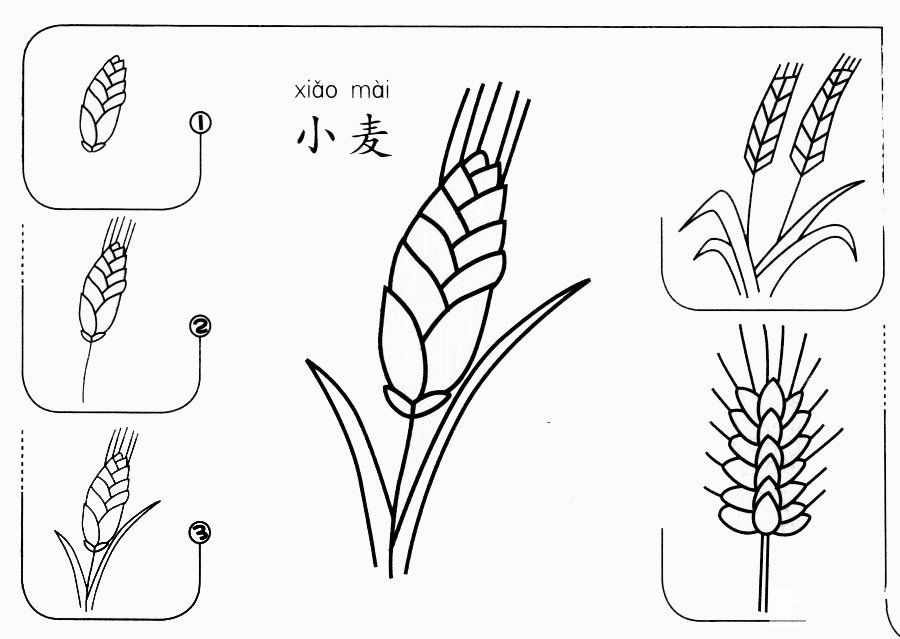 小麦怎么画