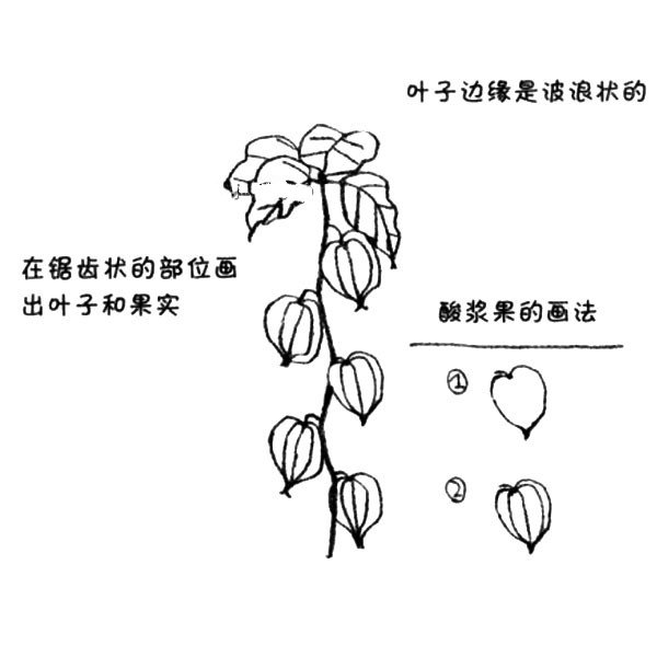 2.在弯弯曲曲并有些突起的地方画出叶子和果实。