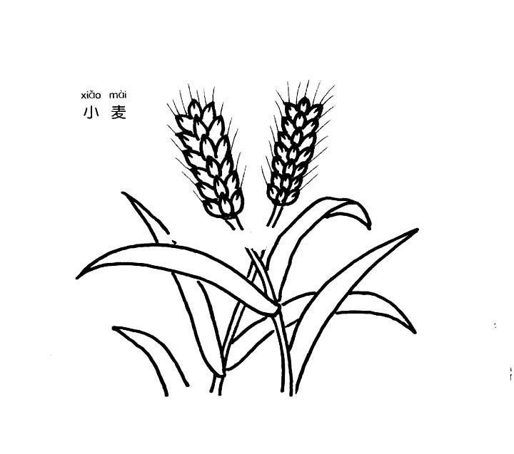 小麦简笔画