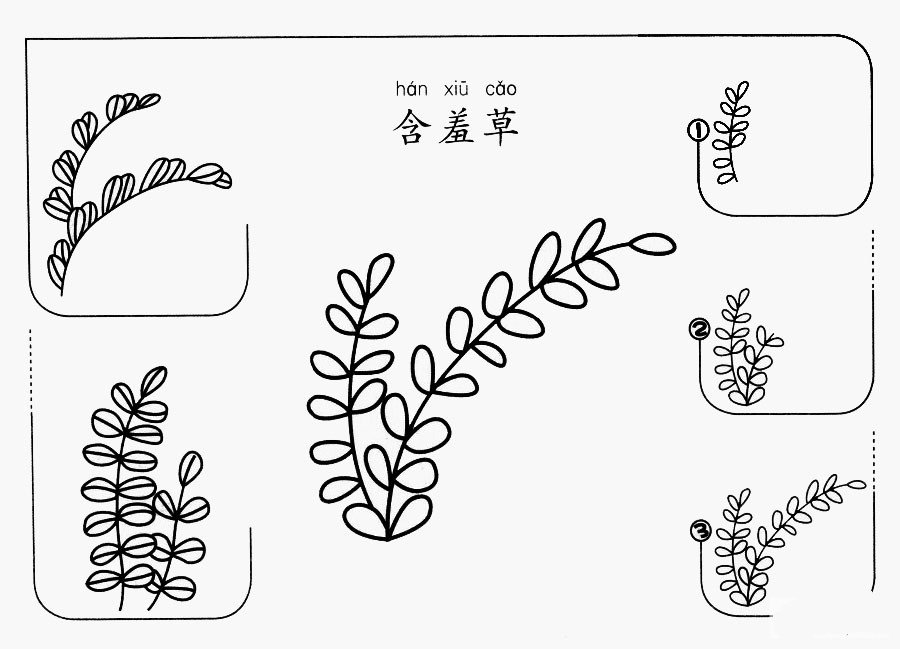 含羞草怎么画