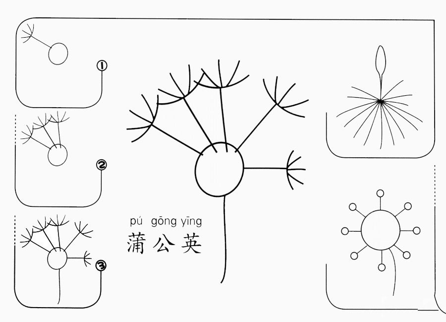 蒲公英怎么画