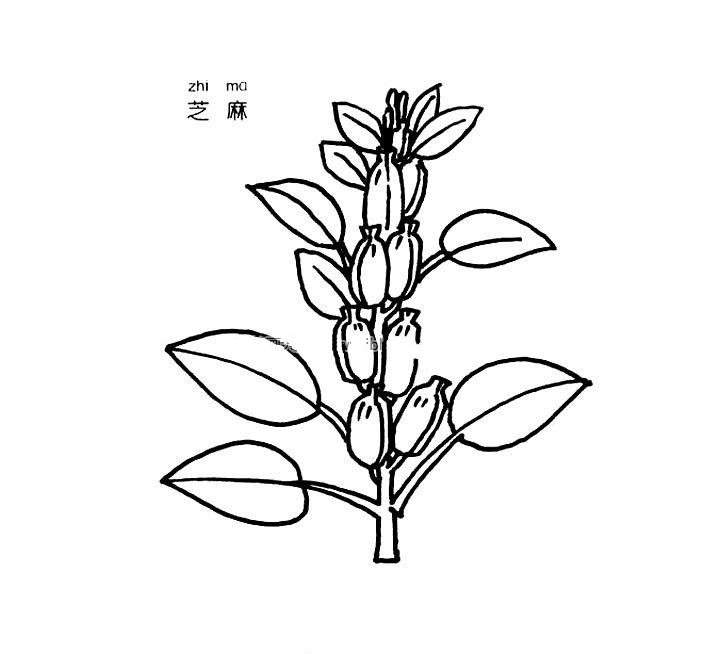 芝麻简笔画图片