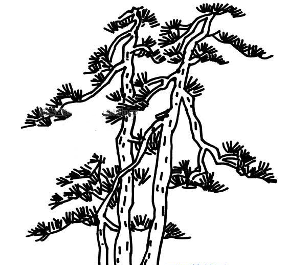枫树和松柏的简笔画图片