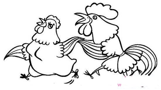 公鸡和母鸡简笔画卡通图片