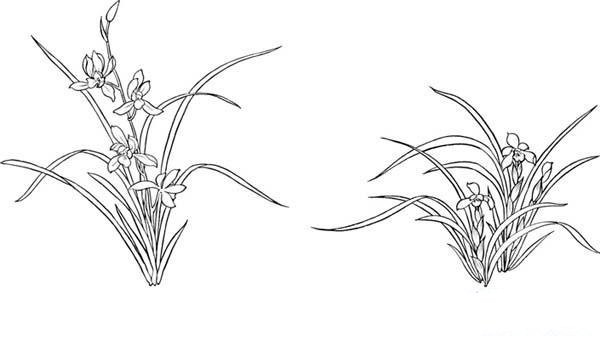 兰花简笔画图片大全
