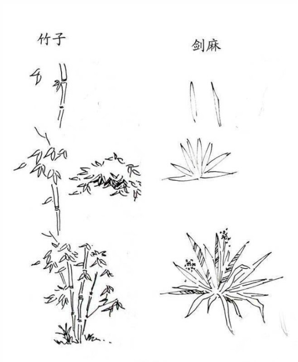 植物图片 竹子和剑麻的简笔画画法